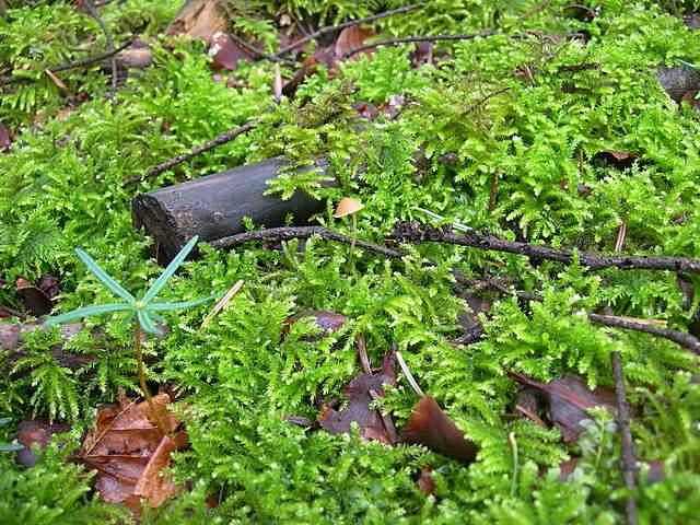 I  Funghi  della  faggeta  calcarea